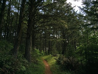 Light on hiking trail in forest in California