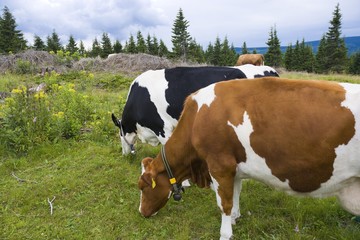 Fototapeta na wymiar Cows grazing on a mountain glade, Karkonosze