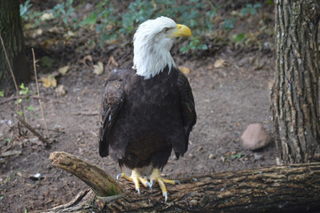 Bald Eagle