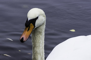 Wild swan swimming