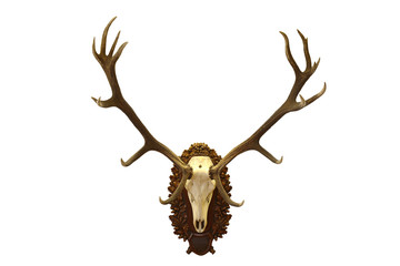 beautiful red deer  hunting trophy