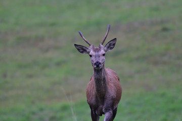 forest stag in the pairing season rut