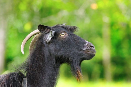 black bearded ram