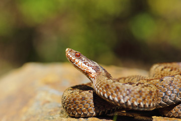closeup of female common crossed adder