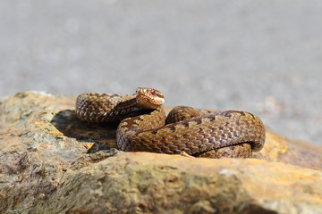 common european adder close up