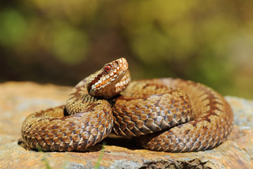 european crossed viper on rock