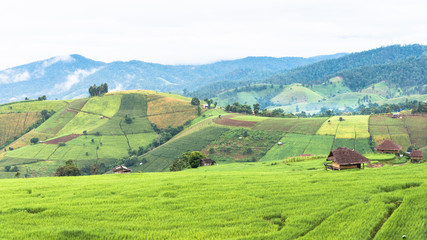 Obraz premium Rice fields on terraced