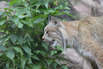 Canadian lynx