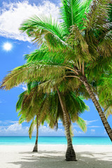 Obraz na płótnie Canvas paradise tropical beach palm the Caribbean Sea