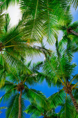 Fototapeta na wymiar palm sun top Dominican Republic
