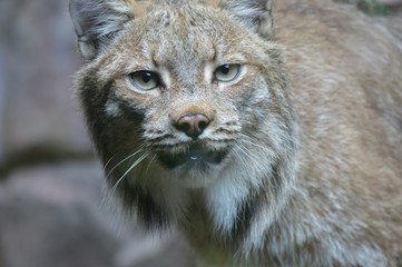 Canadian lynx