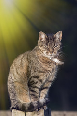 Top cat. Urban domestic tabby cat with silver collar in bright sunshine.