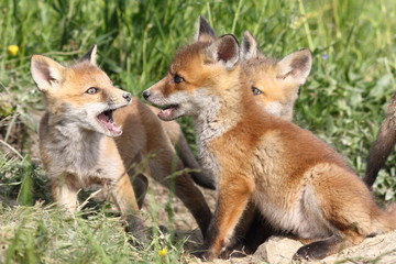 family of young red foxes