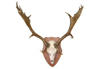 majestic fallow deer hunting trophy over white