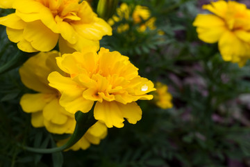 yellow flower
