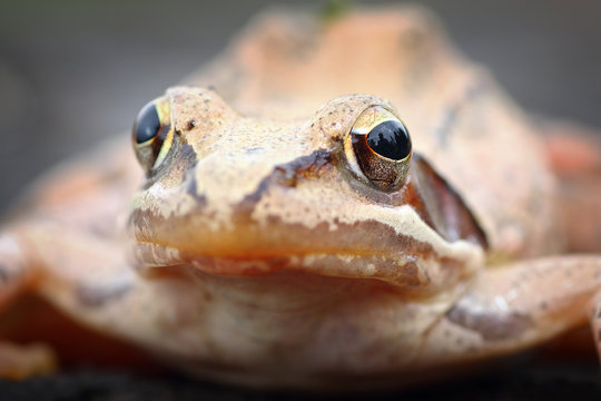 macro portrait of european agile frog