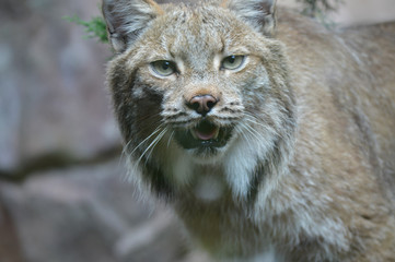 Canadian lynx