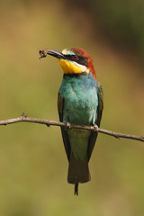 The European bee-eater (Merops apiaster) is sitting on thin branch with typical food bee in the beak with green and yellow background