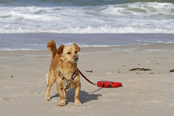 Podenco Maneto-Mix am Strand von Sylt