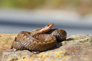 Naklejka premium Vipera berus standing on a stone in natural habitat