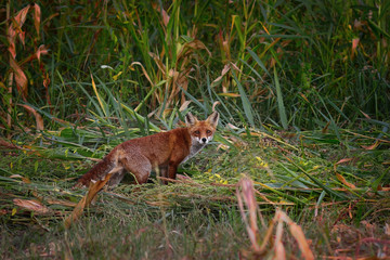 wild red fox in natural habitat