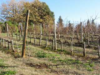 Fototapeta na wymiar Bare vineyard field in winter . Tuscany, Italy