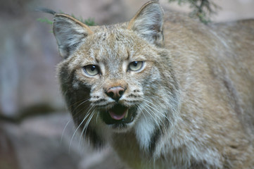 Canadian lynx