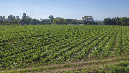  Vista aerea di un campo coltivato a carciofi tra le campagne italiane. Le piante di ortaggi sono ordinate per file.