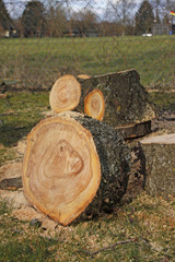 Holz eines gefällten Kirschbaumes