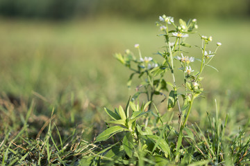 Summer flowers on a green lawn