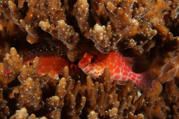 Naklejka premium hawkfish and hard corals
