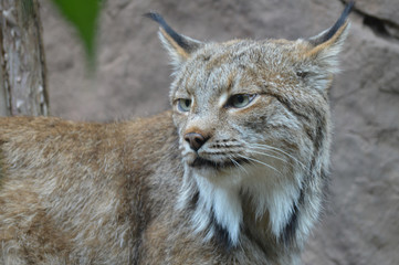 Canadian lynx