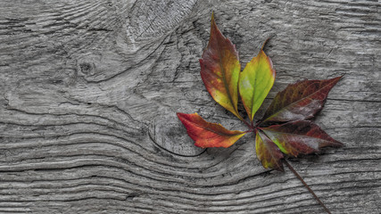 An autumnal colored leaf lies on an old wood
