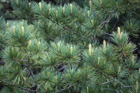 Swiss Stone Pine (Pinus cembra)