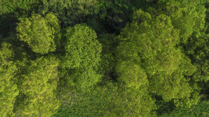 Vista aerea perpendicolare di un bosco durante la stagione estiva. Le foglie delle chiome degli alberi sono verdi © Stefano Tammaro