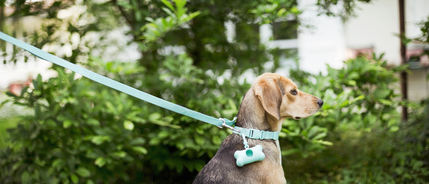 Dog sits in garden and looks away while on a leash
