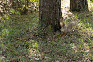 Squirrel red fur funny pets autumn forest on background wild nature animal thematic