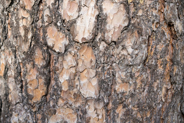 Seamless tree bark background. Brown tileable texture of the old tree.