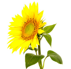 beautiful flower sunflowers on white background