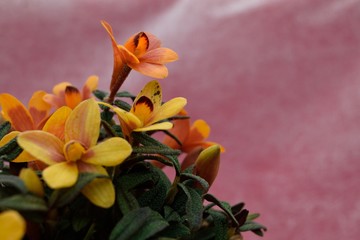 洋蘭デンドロビウム クスバートソニー 黄色い花