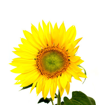 beautiful flower sunflowers on white background