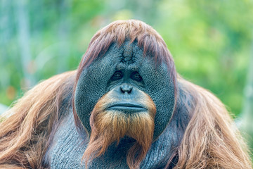 orangutan (ape) face portrait isolated with blurred background