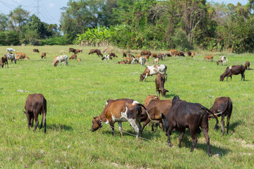 Cows grazing on farm with green field in good weather day