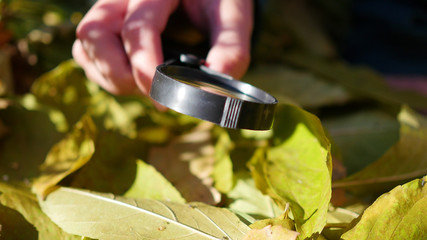 Schoolboy in the Park studies of plants and nasekomye through a magnifying glass. Study of the outside world, pre-school and school education