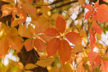 autumn orange yellow leaf