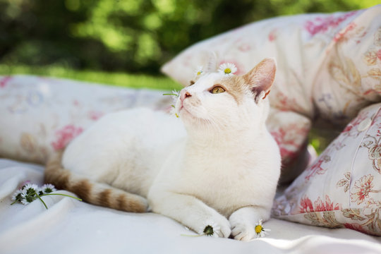 Cat laying on cushions and blanket with a single daisy flower on teh head