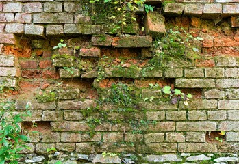 Old ruined brick wall, covered with moss and plants