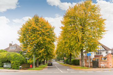 Naklejka premium Autumn time leaves and lush foliage in and around a busy city