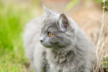 Naklejka na ściany i meble chat gris dans l'herbe