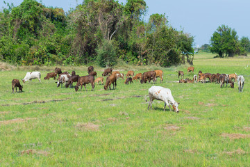 Cows grazing on farm with green field in good weather day